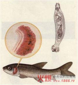 二翼指環蟲 二翼指環蟲