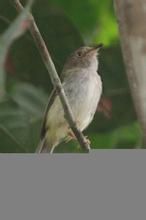 紋頸隱霸鶲 紋頸隱霸鶲