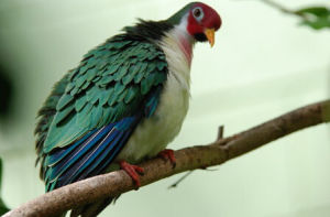 粉紅頭果鳩 粉紅頭果鳩