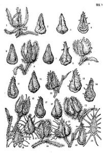 卵盤鶴虱 卵盤鶴虱