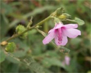 小葉梵天花 小葉梵天花