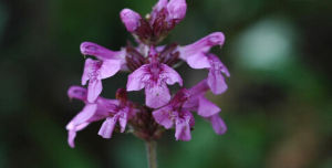 蕭氏羅氏馬先蒿 蕭氏羅氏馬先蒿