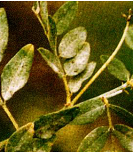 小酸模亞屬 小酸模亞屬