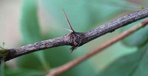 短柄小檗 短柄小檗