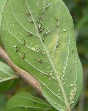 紫薇花[紫薇世界]