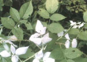 寬萼白葉莓(變種) 寬萼白葉莓(變種)