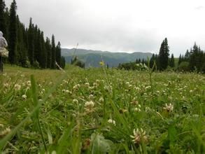 草原雪蓮 草原雪蓮