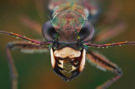 咀嚼式口器 咀嚼式口器