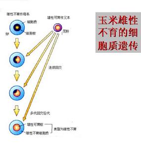 玉米雄性不育細胞質遺傳