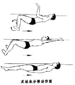 蛙式仰泳 蛙式仰泳