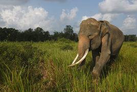 可愛的亞洲象 可愛的亞洲象