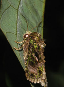 白斑陌夜蛾 白斑陌夜蛾