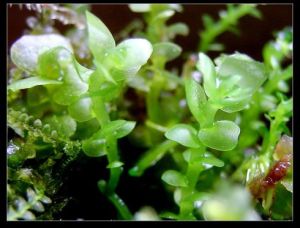 短蒴圓葉報春 短蒴圓葉報春