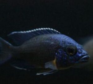 短吻孔雀鯛 短吻孔雀鯛