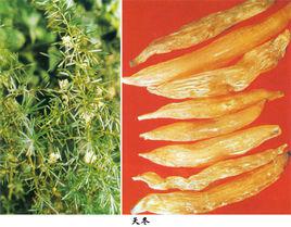 天冬[百合科植物]