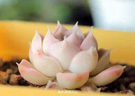 阿爾巴絲綢 阿爾巴絲綢