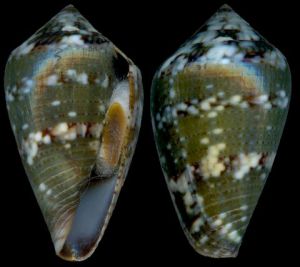 格氏芋螺 格氏芋螺