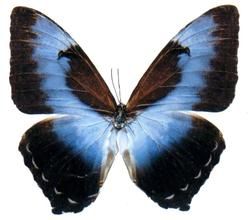 月亮出山蝶 月亮出山蝶