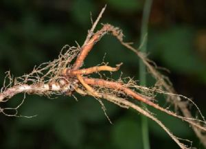 野綠麻根 野綠麻根