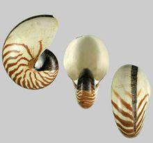 鸚鵡螺殼