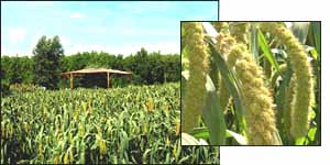 黑龍江省森林植物園