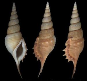 包氏長鼻螺 包氏長鼻螺