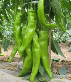 榮陽之冠 榮陽之冠