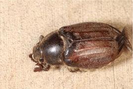 黃褐色蔗龜 黃褐色蔗龜