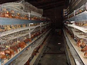 （圖）規模養殖