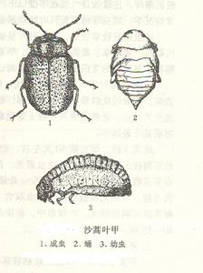 沙蒿葉甲 沙蒿葉甲
