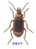 黃緣步甲 黃緣步甲