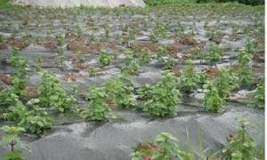 閩選仙草1號 閩選仙草1號