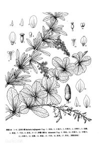 興文小檗 興文小檗