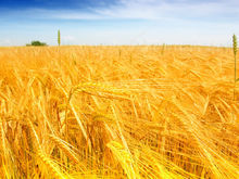 黃色——豐收與花朵