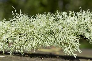 枝狀地衣 枝狀地衣