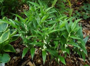 深裂竹根七 深裂竹根七