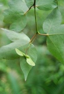 細齒密葉槭 細齒密葉槭