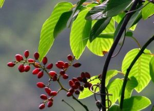 台灣勾兒茶 台灣勾兒茶