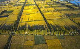 農業技術體系 農業技術體系