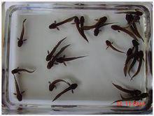 澳洲肺魚的仔魚