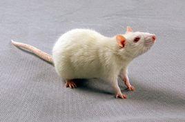 大鼠[鼠科動物]