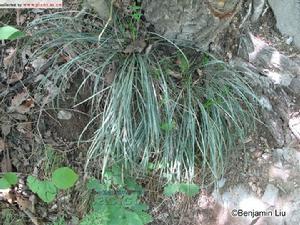 大披針薹草 大披針薹草