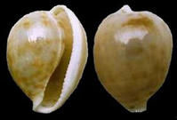 深水蛙肚寶螺 深水蛙肚寶螺