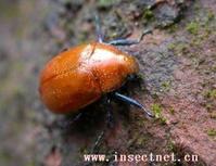 藍邊矛麗金龜 藍邊矛麗金龜