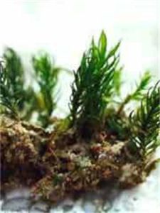 假懸蘚屬 假懸蘚屬