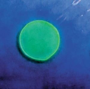 皮膚檢測藥膏 皮膚檢測藥膏