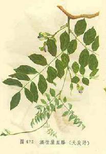 大發汗[大發汗]