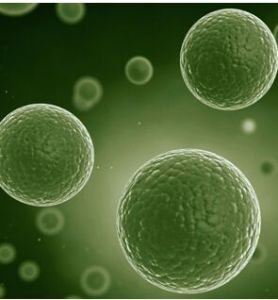 間諜細菌 間諜細菌