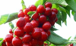 二寶櫻桃採摘園 二寶櫻桃採摘園