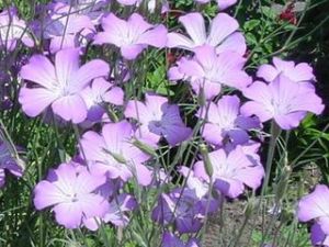 麥仙翁屬 麥仙翁屬